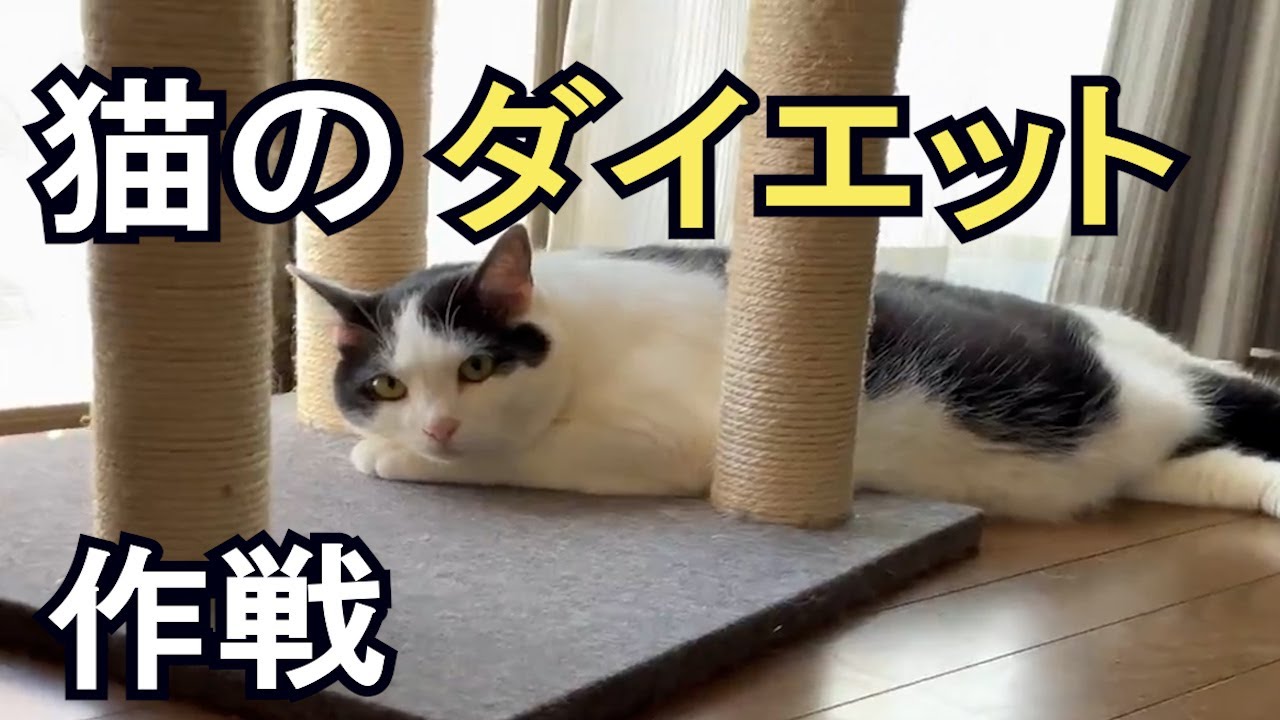 猫の体重は8.4㎏！日本猫は6㎏がMax！ダイエット必至です