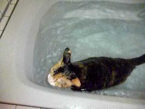 猫の犬かき～♪swimming　cat