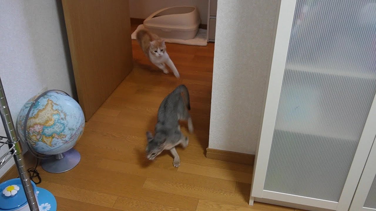 小学校なら怒られるレベルで走り回る猫【スコティッシュフォールド】【アビシニアン】