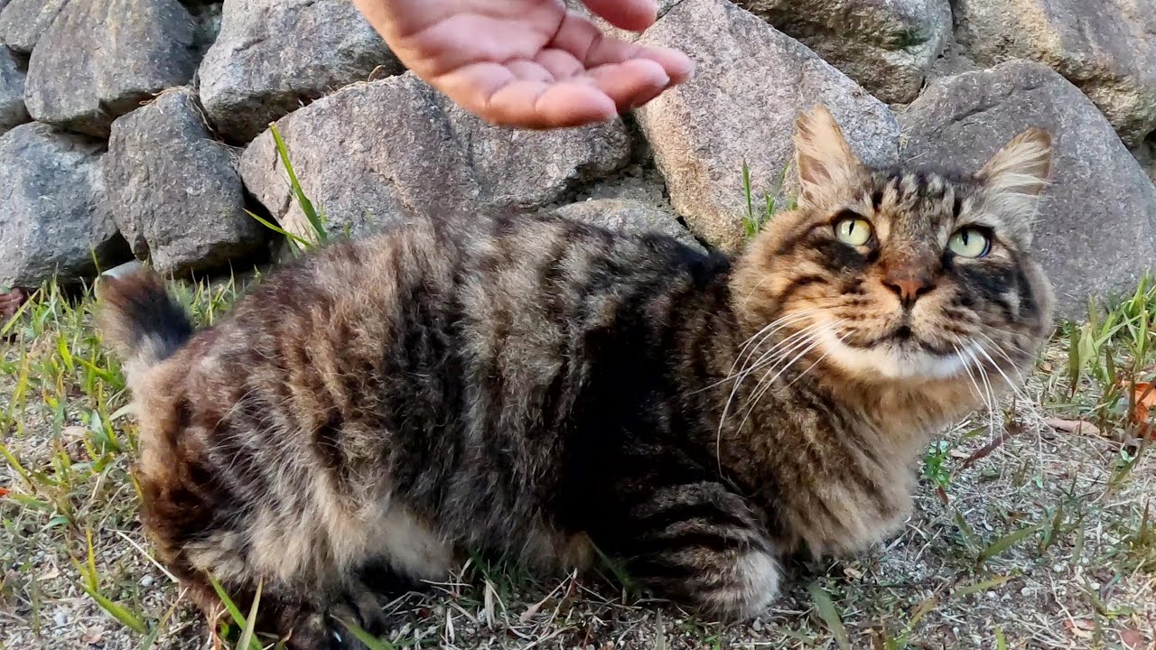 メインクーンのような猫が坂道を下ってモフられにやって来た