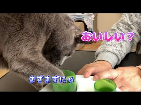 みんな出来るようになりました #猫 #ブリティッシュショートヘア #保護猫