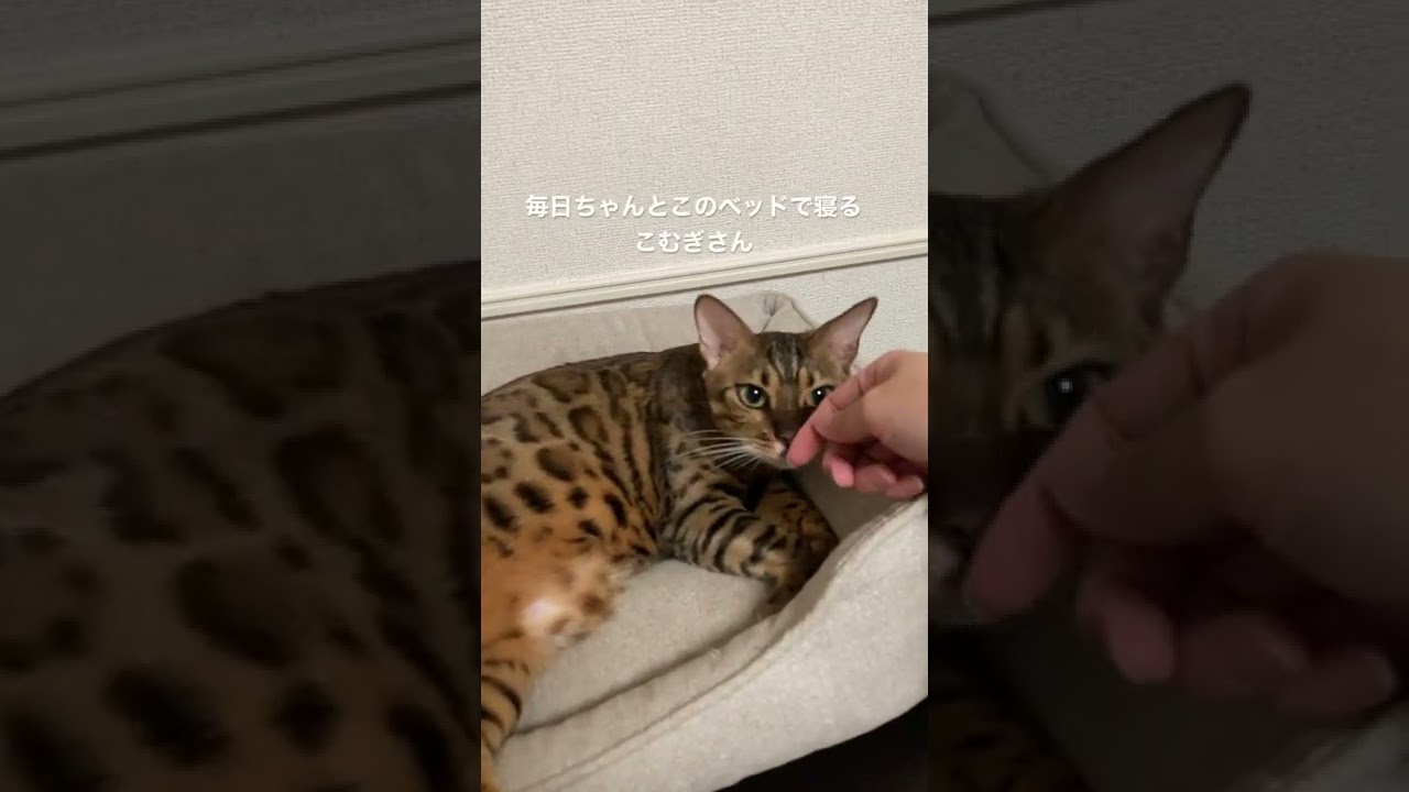 おやすみ前の挨拶　#こむぎ #ベンガル #ベンガル猫