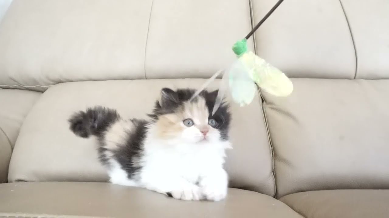 セルカークレックス子猫　2022.9.30産まれ 　キャリコ　三毛猫　女の子　シーダキャット猫のお店