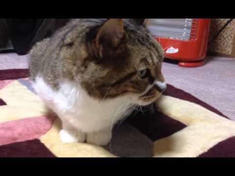 【デブ猫編】実家で猫がくつろいでた