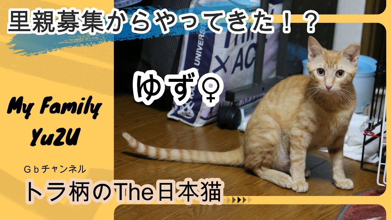 【癒し動画】トラ柄のThe日本猫をご紹介します。怖がりなネコが里親募集でやってきても仲良くなれるのか！？