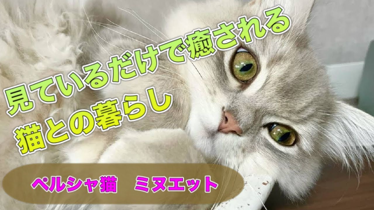 【ペルシャ＆ミヌエット】猫に癒される生活