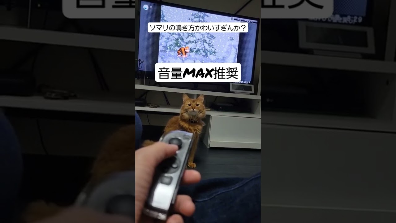 ソマリの鳴き方かわいすぎんか？#short