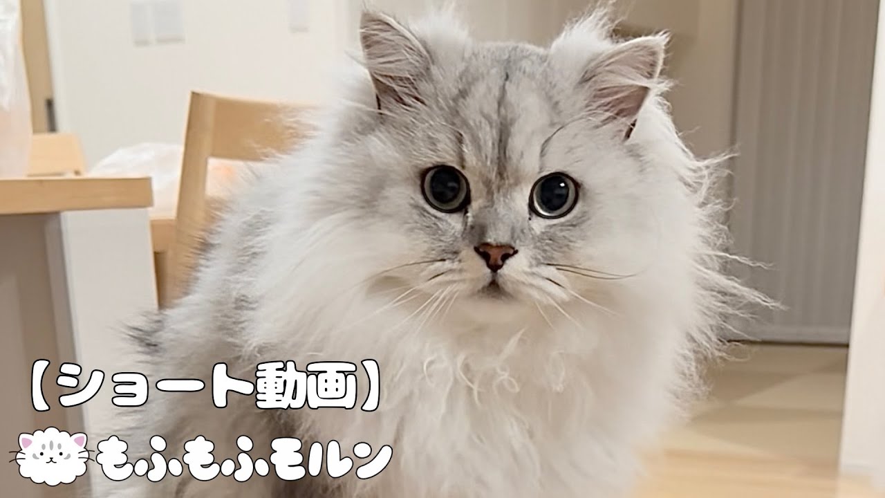 おんぶ？されて少し満足そうな猫 【サイベリアン】