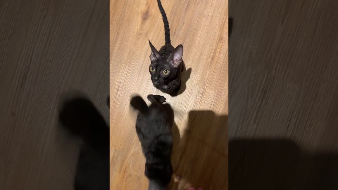 Cornish Rex cats /Kittens / Katzen!!! Cornish  Rex reaction if we cut raw turkeys breast!!!