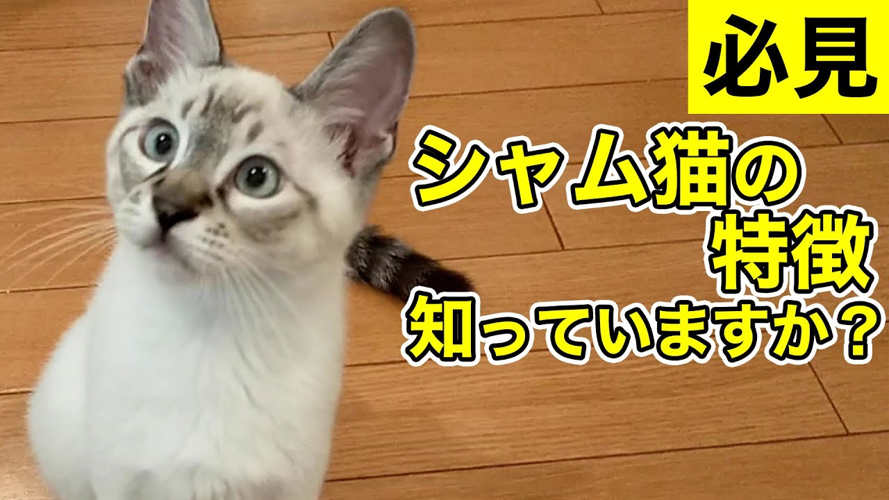 シャム系の特徴をしっかり覚えましょう！｜猫嫁@065