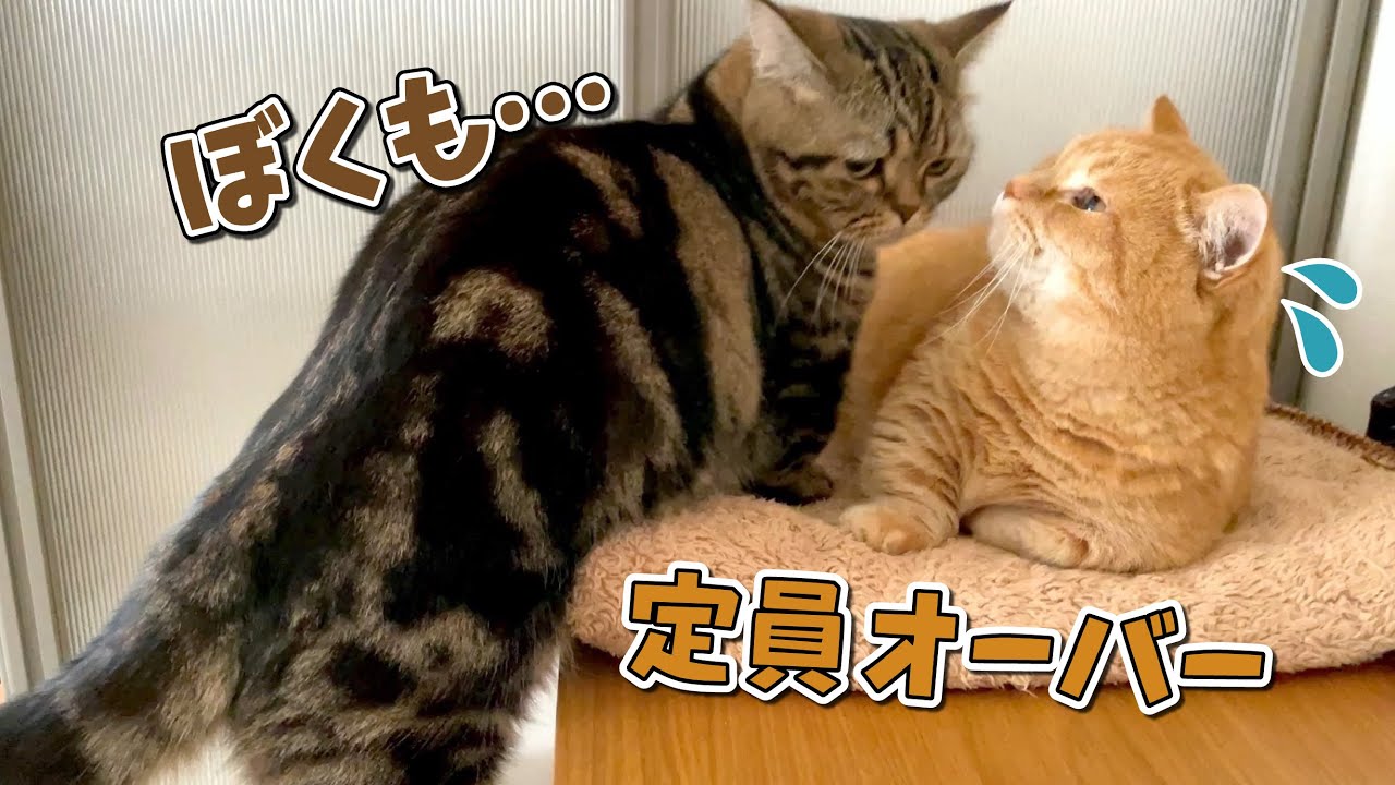 構ってほしくてママの机の上に集まってくる猫たちが可愛すぎた！