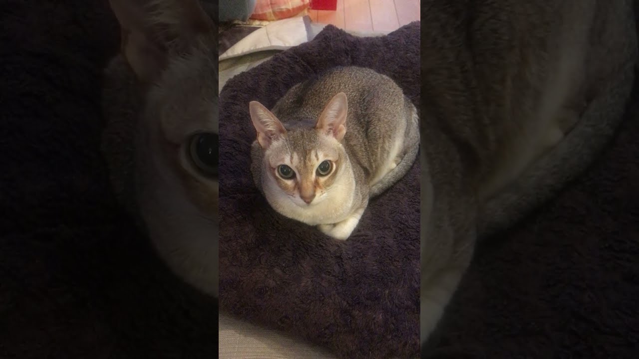 じ～っとこっちを見てるシンガプーラなのにゃ♪