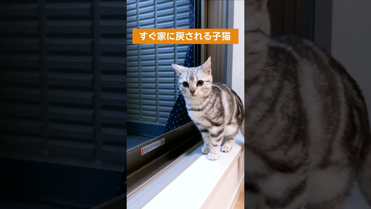 脱走する子猫【アメリカンショートヘアー】  #shorts #猫のいる暮らし  #猫動画