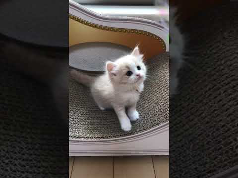 優しいお顔のベビちゃん❣️