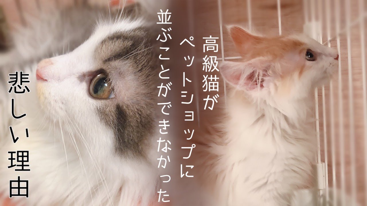 ノルウェージャンフォレストキャットが、ブリーダー放棄された理由・・・