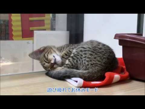マルワン武蔵浦和☆エジプシャンマウ