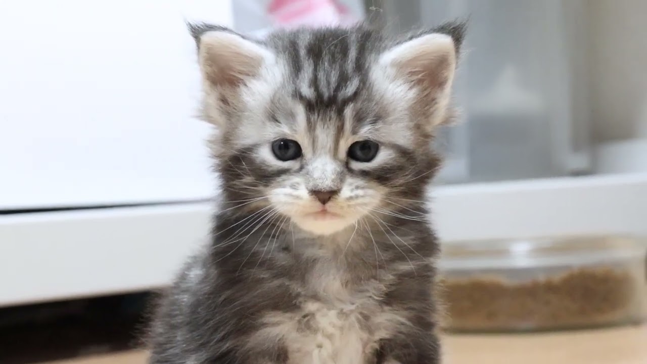 シルバーのメインクーン子猫とろろ君2