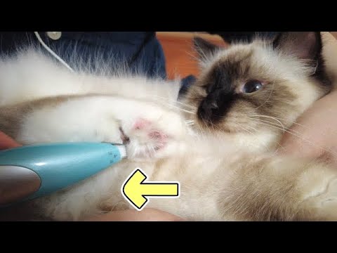 もふもふのゆび毛を刈られる子猫はこちらです【バーマン】