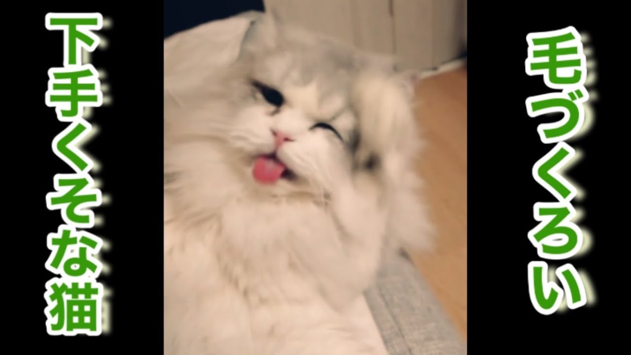 毛づくろいは大変　スコティッシュロング猫　#Shorts
