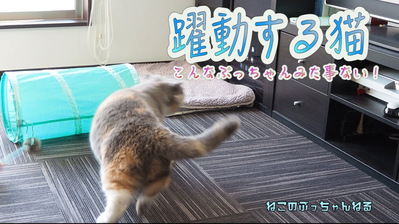 躍動する猫　こんなぶっちゃんみたことある？？ブリティッシュショートヘアー【ねこのぶっちゃんねる】｜ねこのいる暮らし｜ねこ動画｜