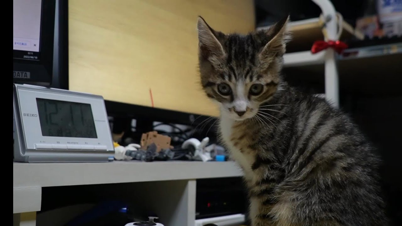 テレビに映るねこじゃらしを捕まえようと頑張る子猫ゴマちゃん～猫が見る映像を観る子猫～【リキちゃんねる　猫動画】 キジトラ 猫のいる暮らし