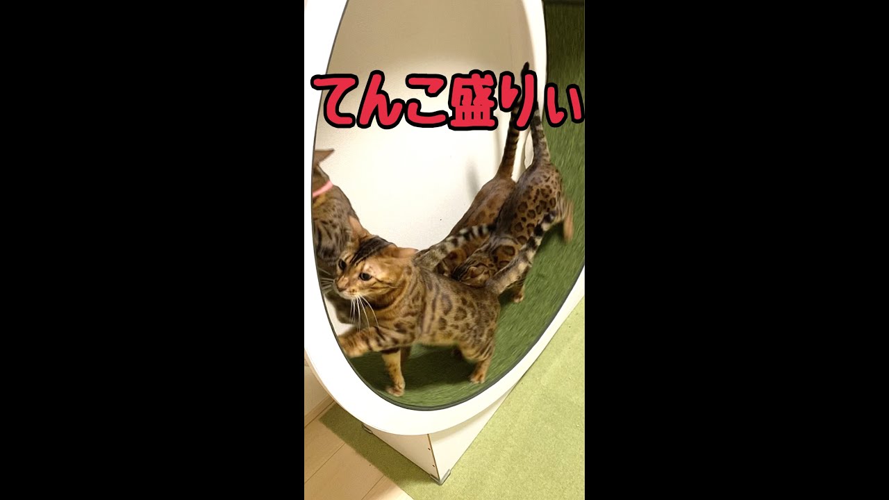 回し車ベンガル猫てんこ盛り〜🐈🐈🐈🐈 #shorts