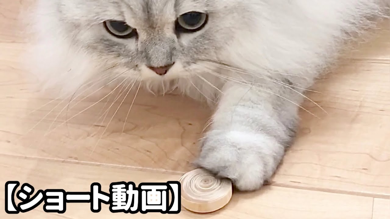 勢いがいいのにソフトタッチな猫 【サイベリアン】 #Shorts