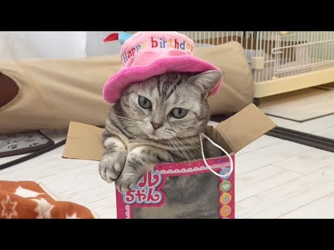 アメリカンショートヘアのあいちゃんが7歳になりました❤️