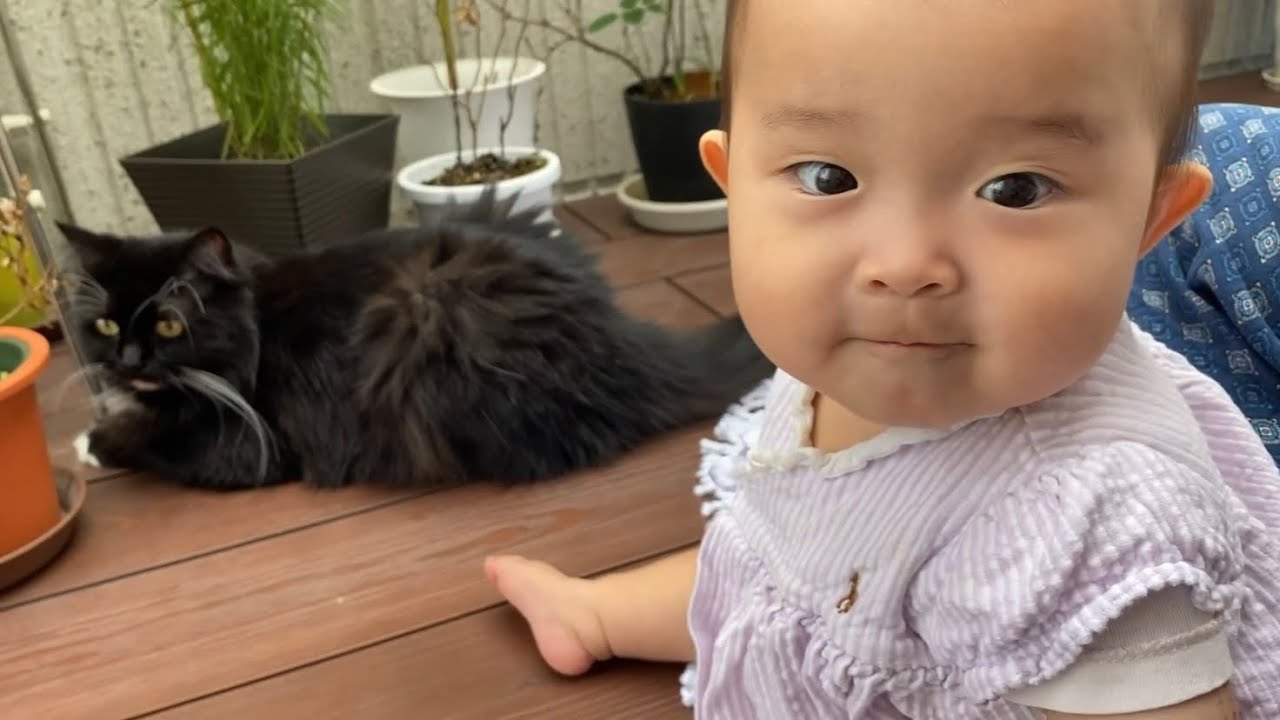 甘えたくて集合する猫　ノルウェージャン　ラガマフィンA cat that gathers because it wants to be spoiled. Norwegian. Ragamuffin.