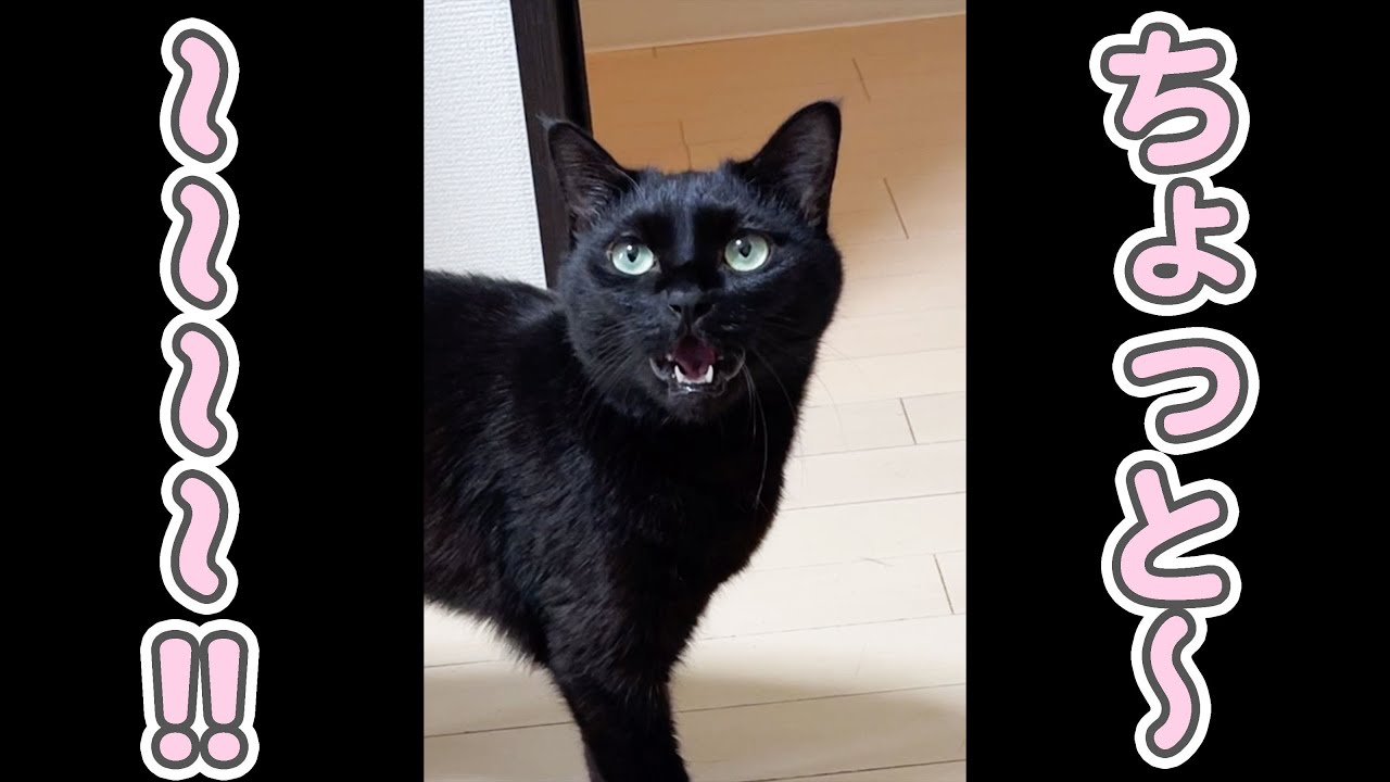 超ロングボイスで飼い主に甘える猫