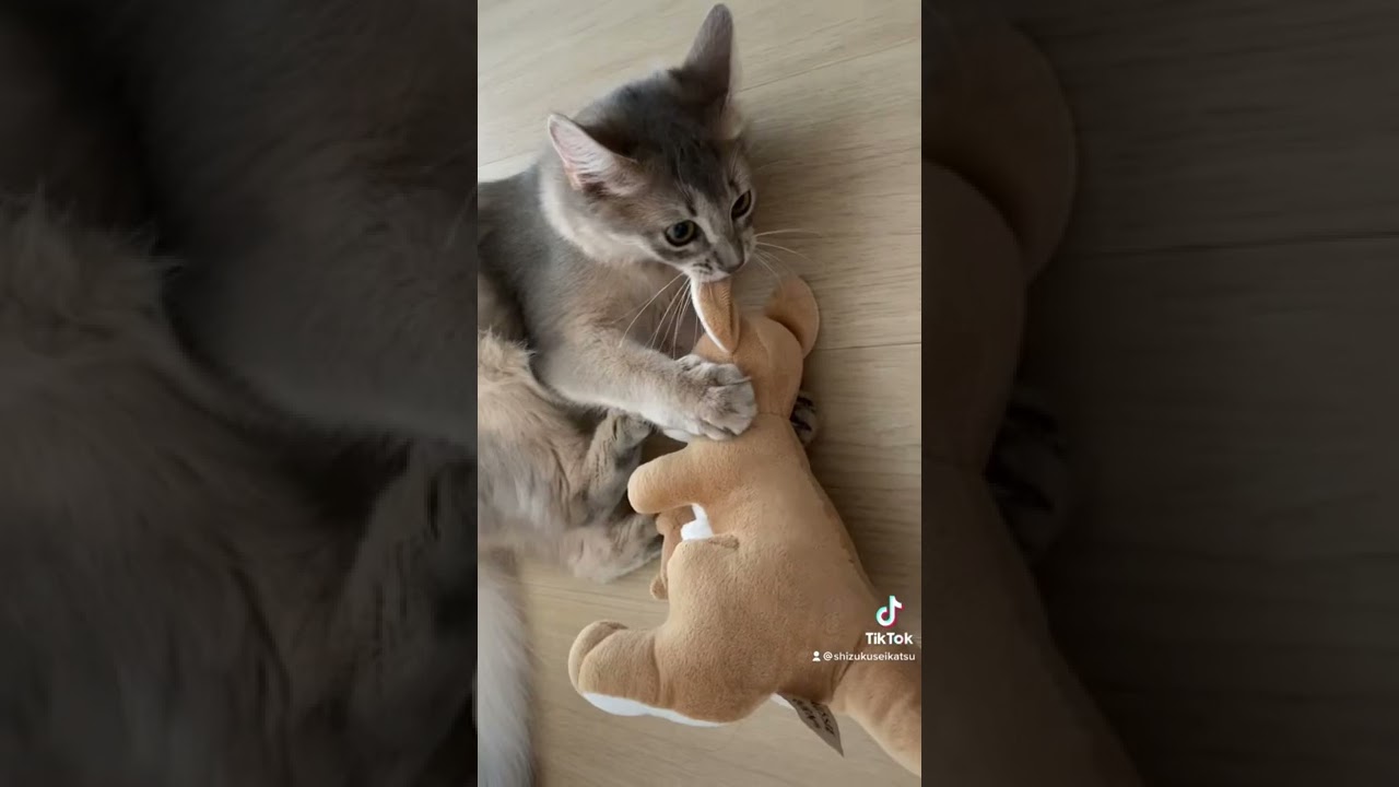 本能。#ソマリ #子猫 #猫 #cat