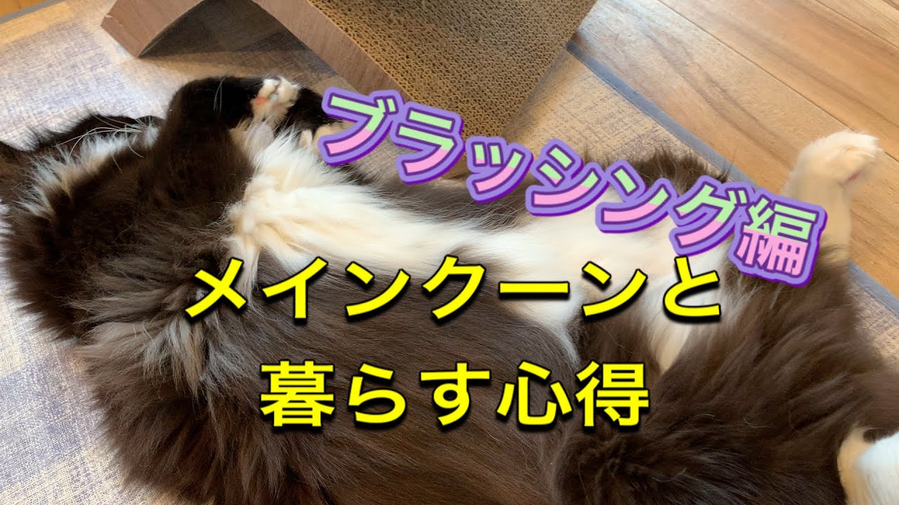 『メインクーンと暮らす心得』ブラッシング編⭐️メインクーン専門猫カフェmof.mof