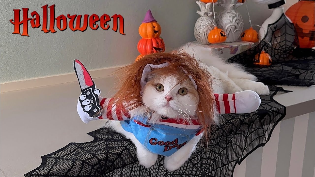 【Halloween】ハロウィン！猫ちゃんが本気の仮装をしたらかわいすぎた