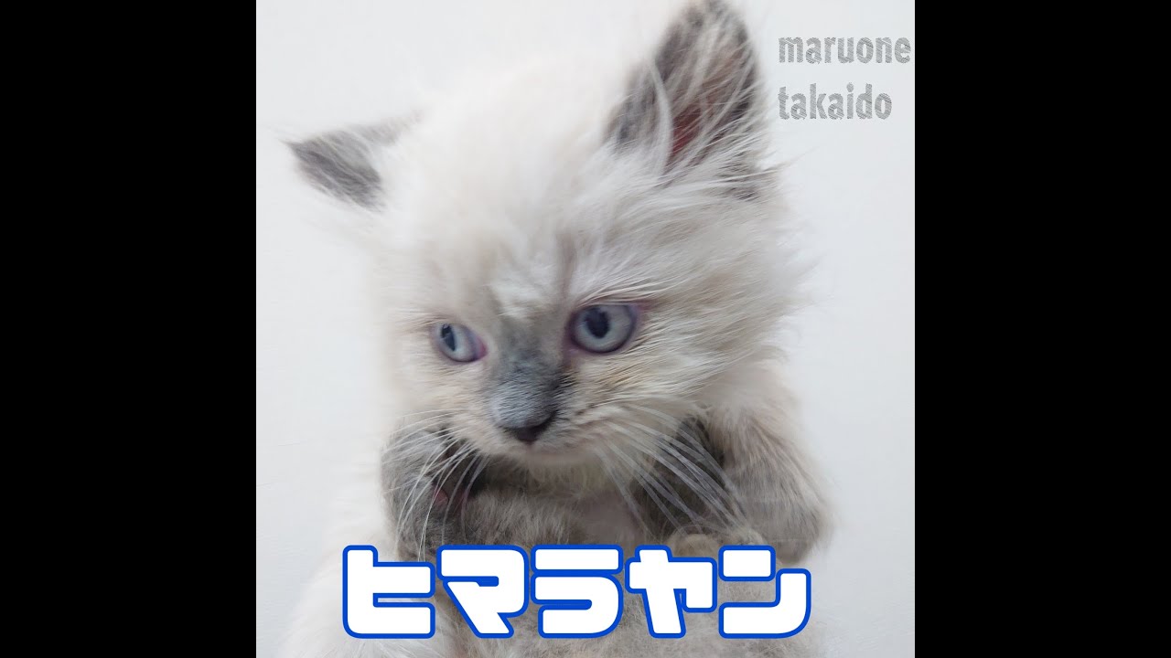 【ヒマラヤン】ようこそ高井戸店へ