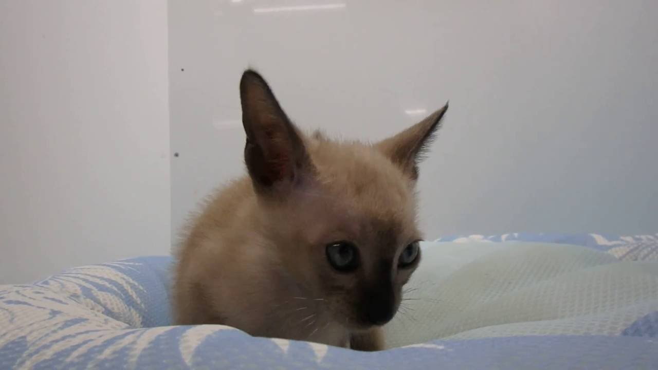 294836 トンキニーズ