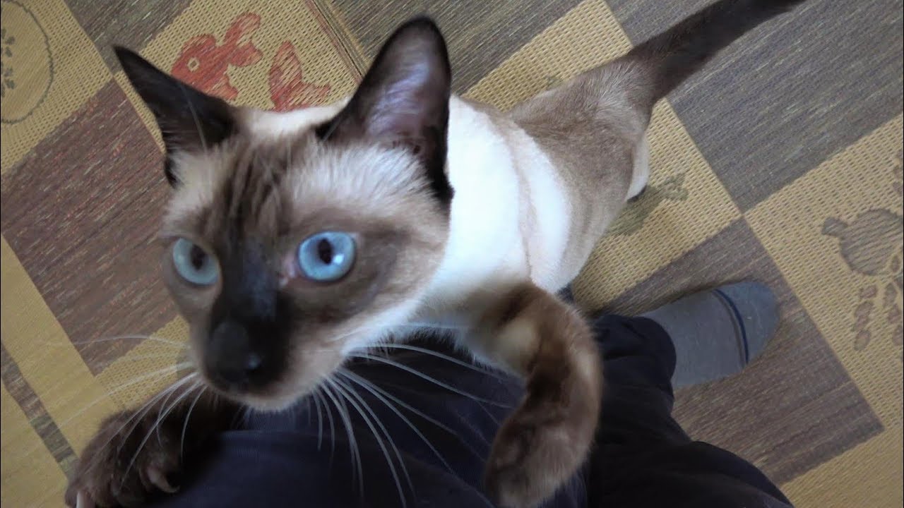 外出しようとする度に、(シャムエ🐈)に追いかけられて抱き付かれる私👨