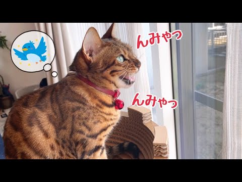 毎朝小鳥さんとお話するベンガル猫【猫のクラッキング】