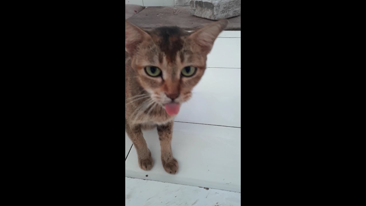 It's sad that this brown cat looks hungry