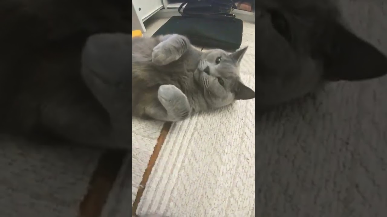 シャルトリュー こちらを見ている #shorts