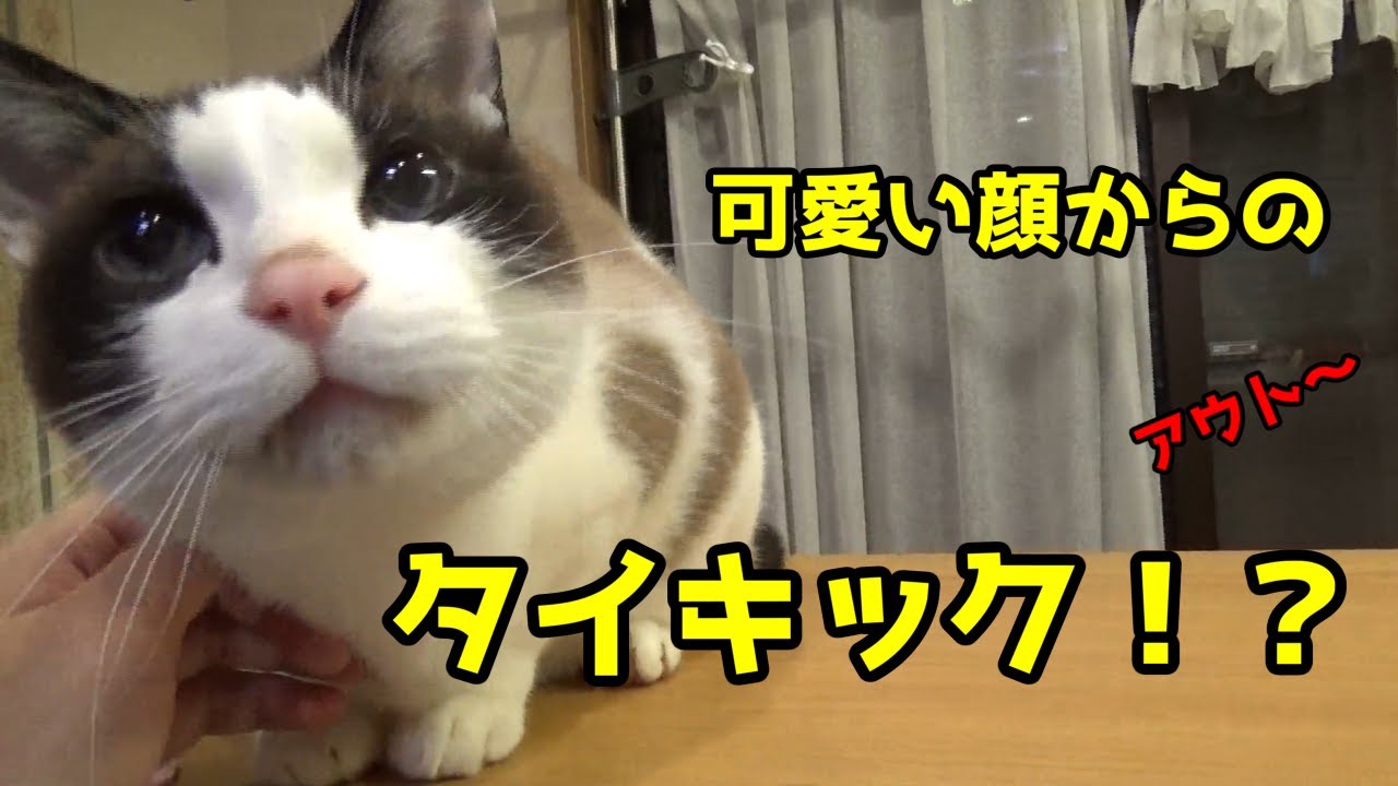 「かわいい」バロン甘えたからの猫キック「面白い」