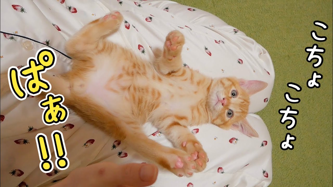 【悶絶】子猫をこちょこちょしてみたら可愛すぎたwww