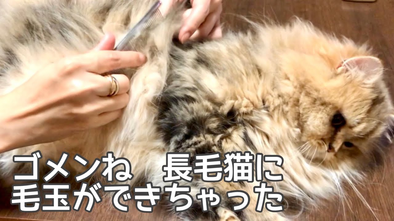 【ペルシャ猫】チンチラゴールデンの長毛猫ブラッシングはあくび🥱が出てる時がタイミング💕