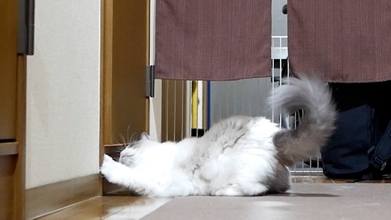 飼い主の着替えを必死で覗こうとするラグドールが可愛すぎた（笑）