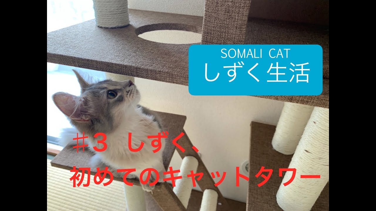 【ソマリ】#3 しずく、初めてのキャットタワー【猫】
