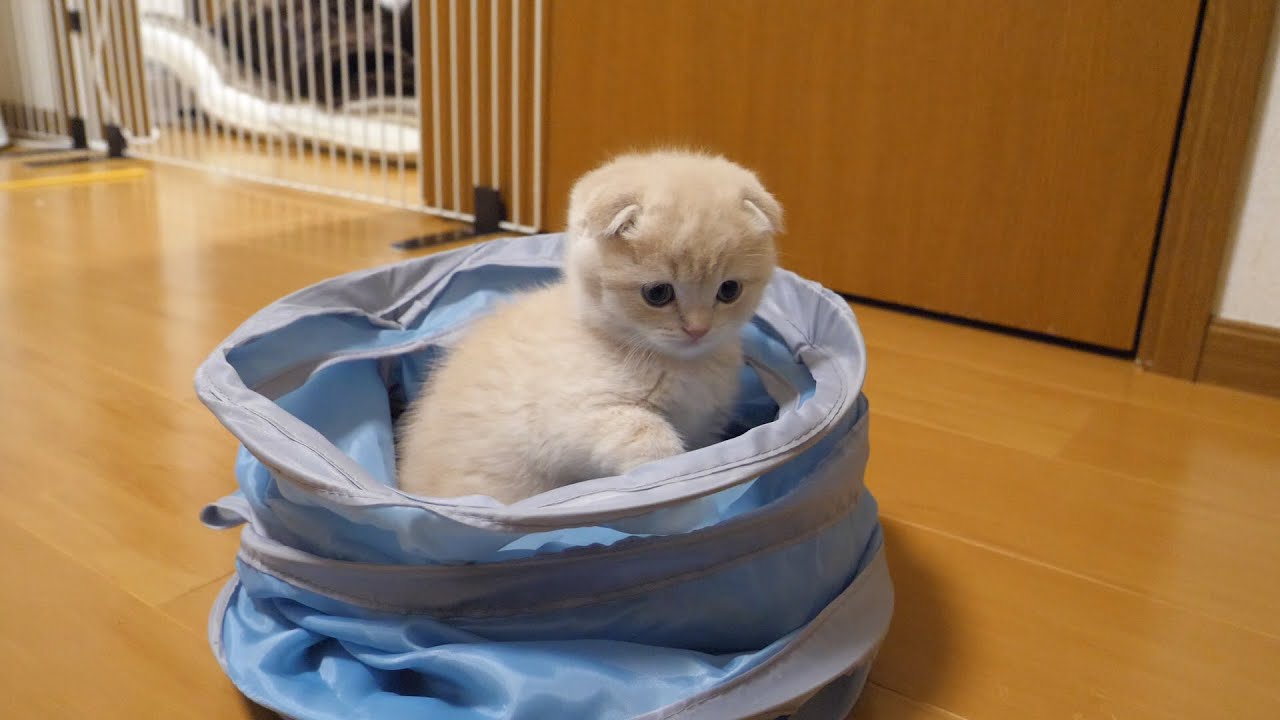 猫使いに捕獲された子猫がかわいい！スコティッシュフォールドつむの子猫の成長記録…kitten and god hand