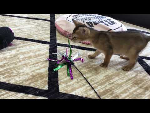 59797 アビシニアン