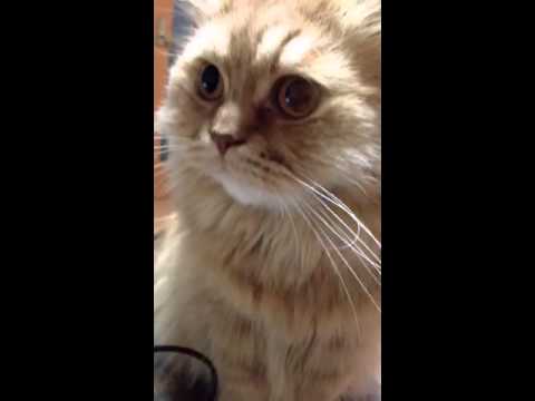 スコティッシュフォールド