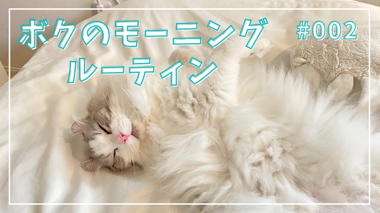 【アメリカンカール】猫のモーニングルーティン