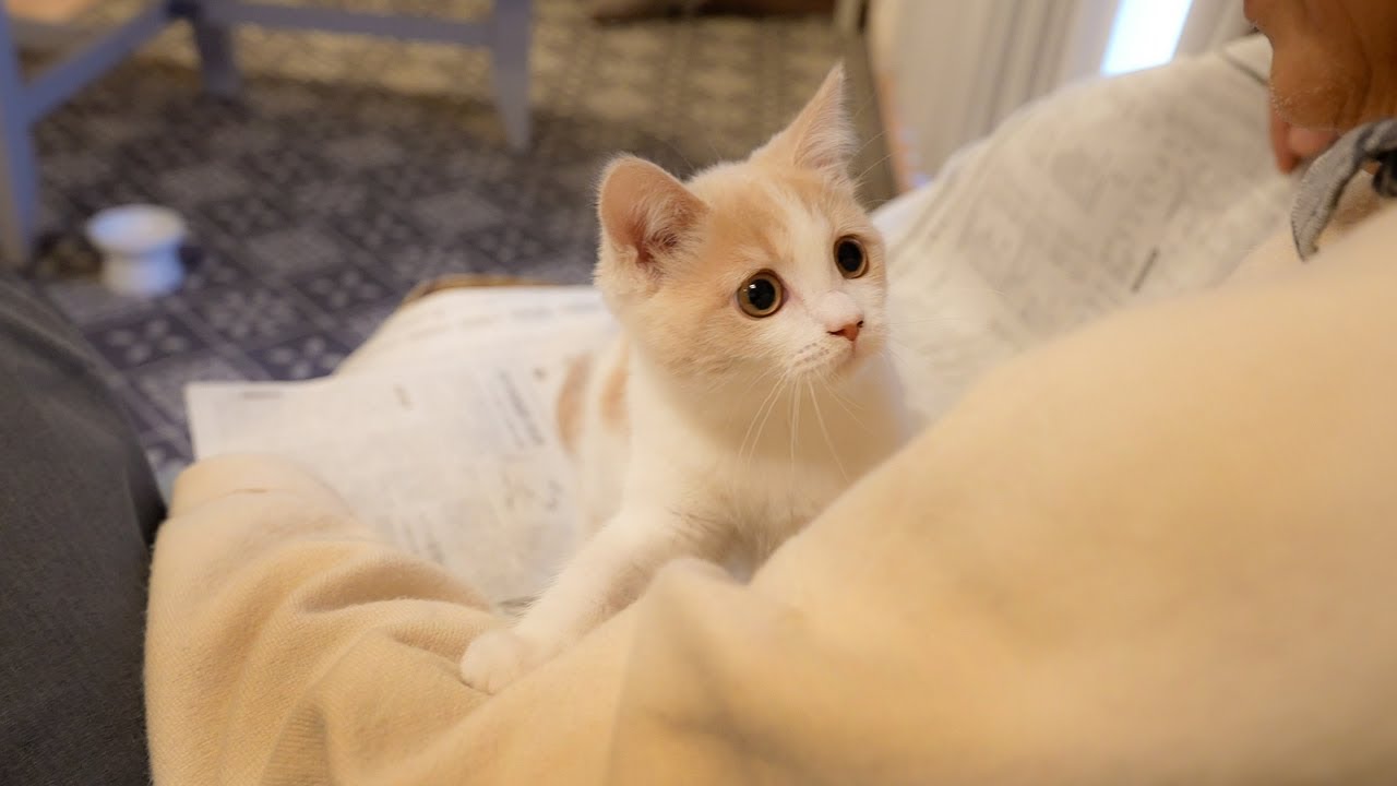 かまってほしくて仕方ない子猫の末路がこちらですw