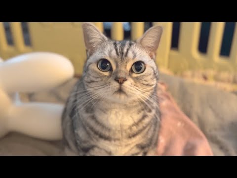 アメリカンショートヘアのあいちゃんを撫で撫でしながら思い出を振り返る動画❤️